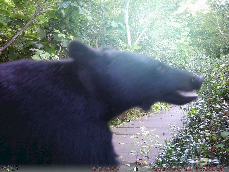 クマ情報】週間レポート9/19～9/25（大沼後生掛地区） | 八幡平