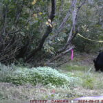 【クマ情報】週間レポート9/10～9/19（大沼後生掛地区）