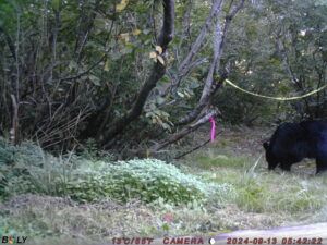 【クマ情報】週間レポート9/10～9/19（大沼後生掛地区）