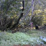 【クマ情報】週間レポート8/26～9/2（大沼後生掛地区）