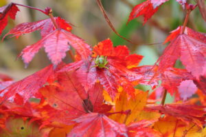 大沼紅葉情報（10/11）