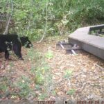 【クマ情報】週間レポート9/25～10/5（大沼後生掛地区）