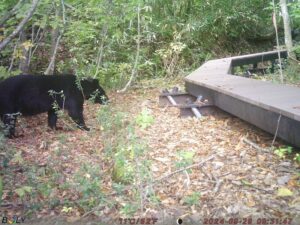 【クマ情報】週間レポート9/25～10/5（大沼後生掛地区）