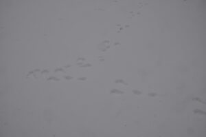 ２月１６日（日）「山毛森　白銀スキーハイキング」を開催しました。