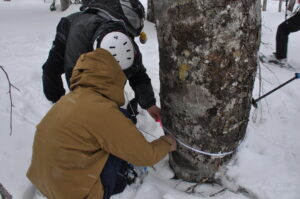 ３月１６日（日）「残雪のブナ森で熊棚を探そう」を開催しました。