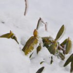 ３月２２日開催「栂森スノーハイキング」の下見に行ってきました。