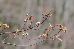 4月26日（土）「志張の森自然観察会」を開催しました。