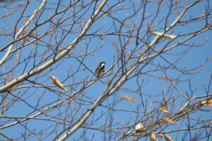 4月20日（土）「よんご沼残雪トレッキング」を開催しました。