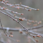 4月26日開催「志張の森自然観察会」の下見に行ってきました。