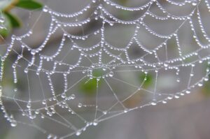 雫のアクセサリー