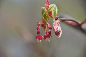 【自然情報】5月１６日　大沼自然探勝路、VC周辺