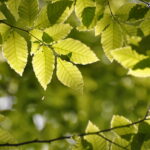 6月7日（土）開催「長沼新緑トレッキング」の下見に行ってきました。