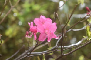 【自然情報】5月２３日　大沼自然探勝路、VC周辺