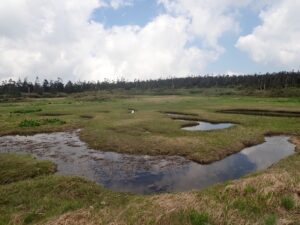 【自然情報】6月20日　山頂～八幡沼周回