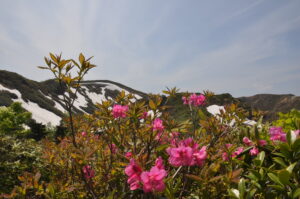 6月15日（日）開催「秋田焼山トレッキング」の下見に行ってきました。