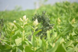 【自然情報】6月6日　大沼自然探勝路、VC周辺