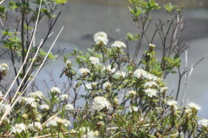 【自然情報】6月13日　大沼自然探勝路、後生掛自然研究路