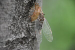 【自然情報】6月20日　大沼自然探勝路、VC周辺