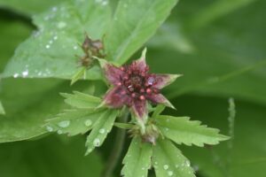 【自然情報】6月27日　大沼自然探勝路、VC周辺