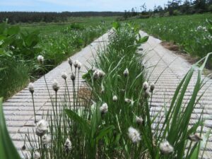 【自然情報】6月2８日　山頂～八幡沼周回