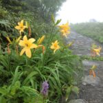 【自然情報】７月６日　山頂～八幡沼周回