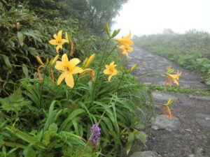 【自然情報】７月６日　山頂～八幡沼周回