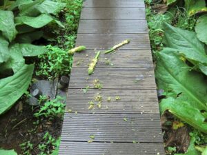 【クマ情報】週間レポート7/4～10（大沼後生掛地区）