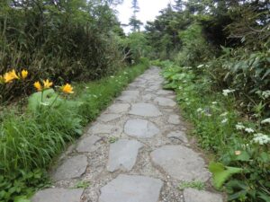 【自然情報】７月12日　山頂～八幡沼周回