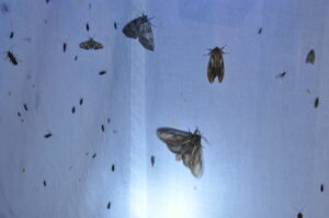 ７月２６日（土）「八幡平昆虫調査隊～ブナ林に住む虫たちを調べよう～」を開催しました。