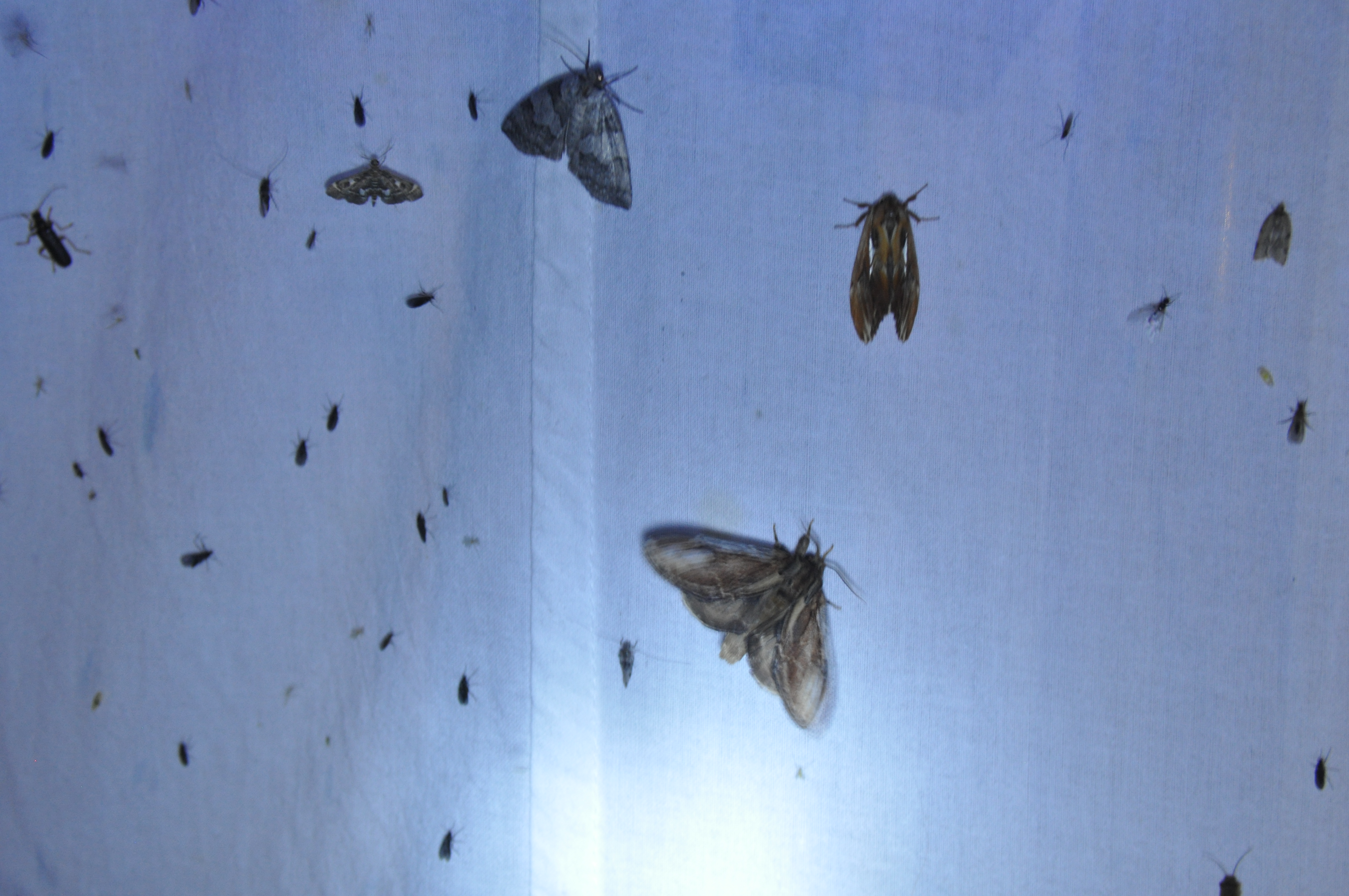 7月26日（土）「八幡平昆虫調査隊～ブナ林に住む虫たちを調べよう