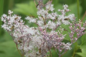 【自然情報】7月4日　大沼自然探勝路、VC周辺