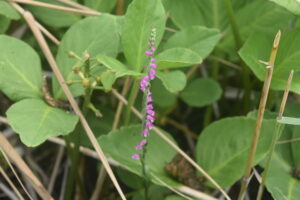 【自然情報】7月11日　大沼自然探勝路、VC周辺