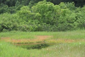 【自然情報】7月18日　大沼自然探勝路、VC周辺