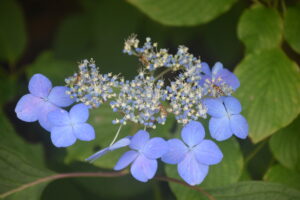 【自然情報】7月26日　大沼自然探勝路、VC周辺