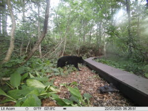【クマ情報】週間レポート7/17～25（大沼後生掛地区）