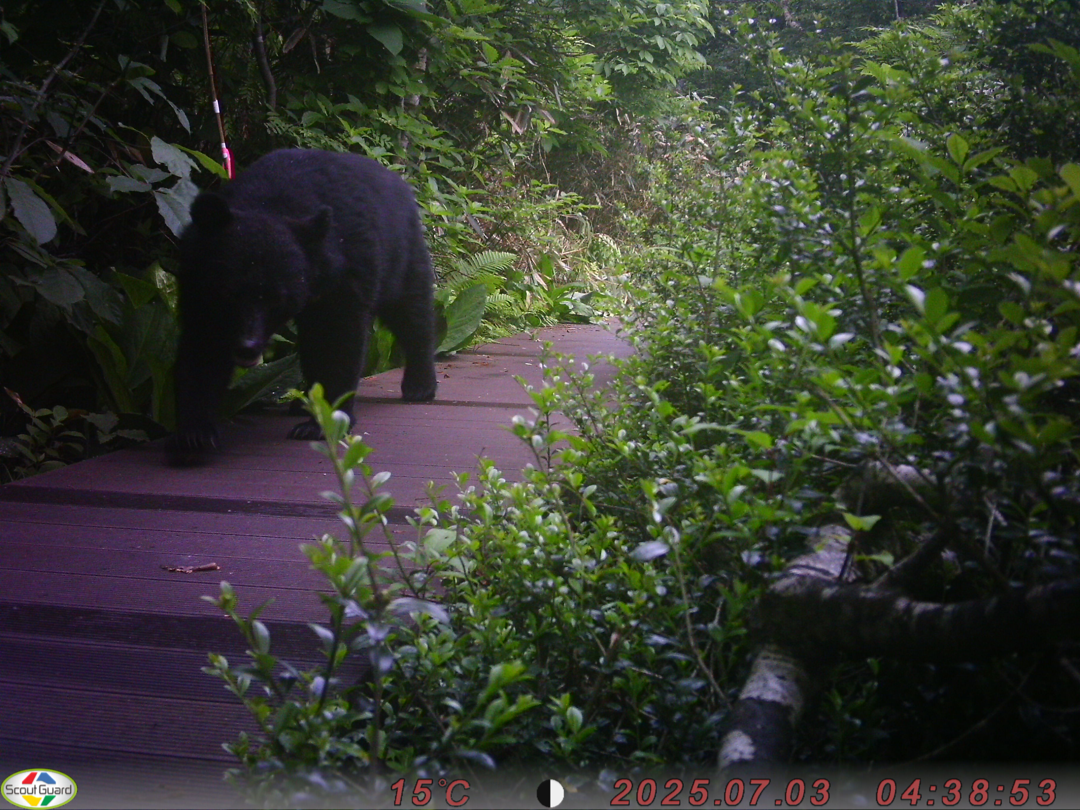 クマ情報】週間レポート7/1～3（大沼後生掛地区） | 八幡平ビジター