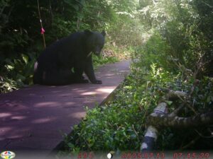 【クマ情報】週間レポート7/10～17（大沼後生掛地区）