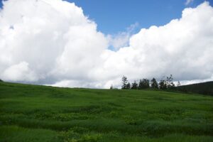 【自然情報】７月20日　八幡沼～山頂周回