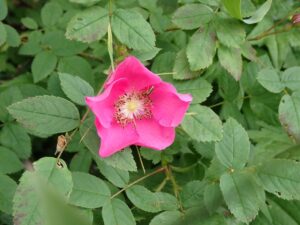 【自然情報】７月９日　八幡平黒谷地湿原高山植物開花情報