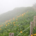 【自然情報】７月27日　八幡沼～山頂周回