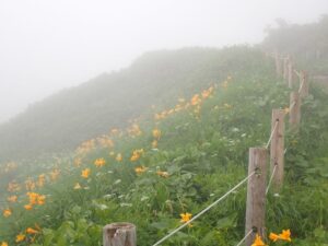 【自然情報】７月27日　八幡沼～山頂周回