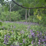 ８月２日（土）「八幡平古道トレッキング」を開催しました。