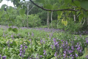 ８月２日（土）「八幡平古道トレッキング」を開催しました。