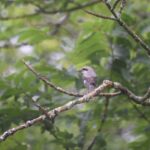 【自然情報】8月5日　大沼自然探勝路、VC周辺