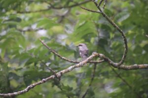 【自然情報】8月5日　大沼自然探勝路、VC周辺