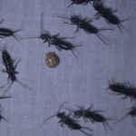 ８月２３日（土）「八幡平昆虫調査隊～ブナ林に住む虫たちを調べよう～」を開催しました。