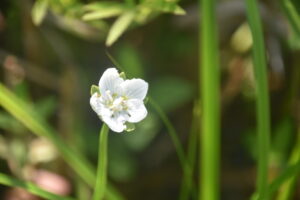 【自然情報】8月24日　大沼自然探勝路、VC周辺