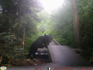 【クマ情報】週間レポート7/31～8/7（大沼後生掛地区）