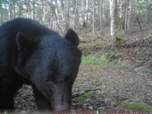 【クマ情報】週間レポート8/14 ～8/21（大沼後生掛地区）