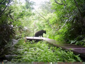 【クマ情報】週間レポート8/7 ～8/13（大沼後生掛地区）